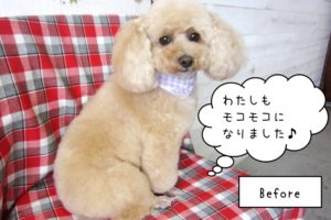 カット後トイプードル
