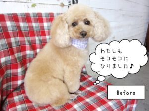 カット後トイプードル