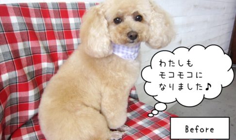 カット後トイプードル