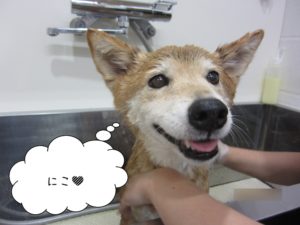 シャンプー中ミックス