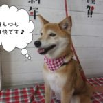 おすましミックス