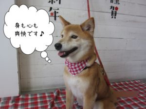 おすましミックス