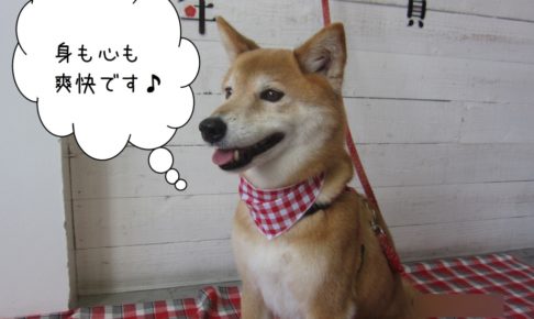 おすましミックス