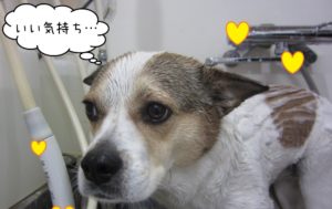 スパ中ミックス