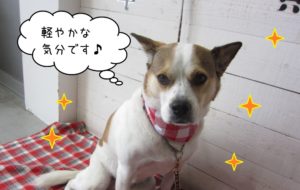 おすましミックス