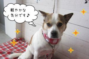 おすましミックス