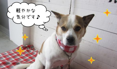 おすましミックス