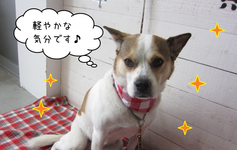 おすましミックス