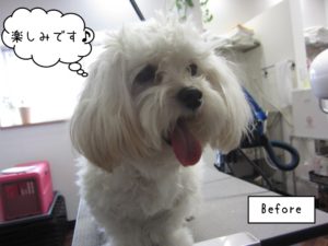 カット前マルプー