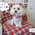 えっへんマルプー