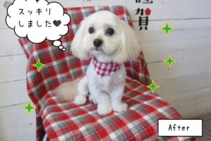 えっへんマルプー