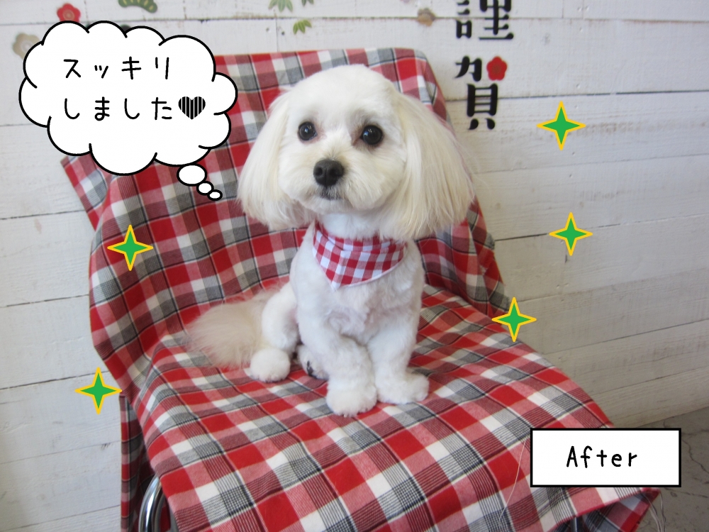 えっへんマルプー