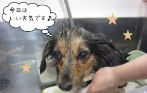 シャンプー中ミニチュアダックス