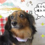 えっへんミニチュアダックス