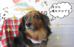 えっへんミニチュアダックス