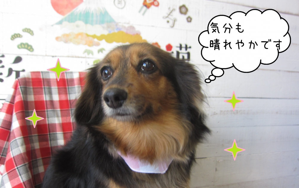 えっへんミニチュアダックス