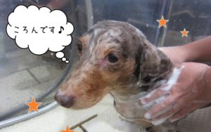 シャンプー中ミニチュアダックス