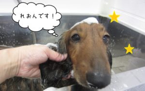 シャンプー中ミニチュアダックス