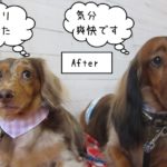 仲良しミニチュアダックス