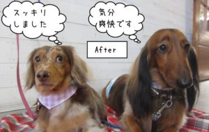 仲良しミニチュアダックス