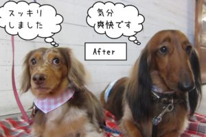 仲良しミニチュアダックス