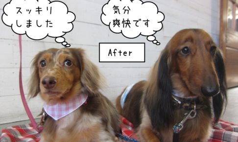 仲良しミニチュアダックス