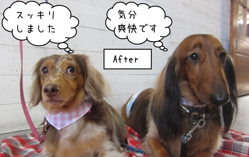 仲良しミニチュアダックス