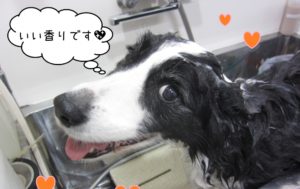 シャンプー中コリー