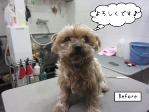 カット前ヨーキー