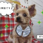 えっへんヨーキー