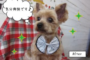 えっへんヨーキー