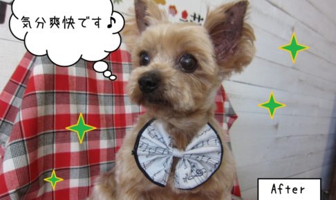 えっへんヨーキー