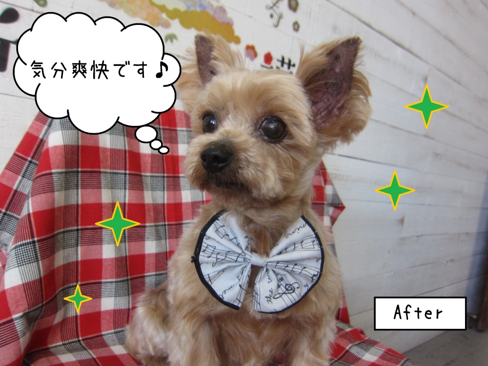 えっへんヨーキー