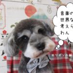 キョトンMシュナ