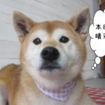 えっへん柴犬