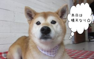 えっへん柴犬