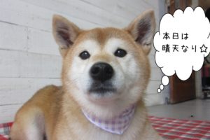 えっへん柴犬