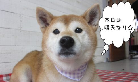えっへん柴犬