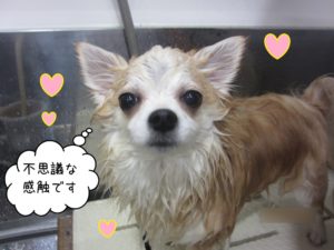 シャンプー中チワワ