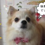 おすましチワワ