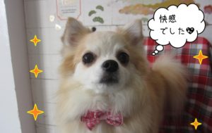 おすましチワワ