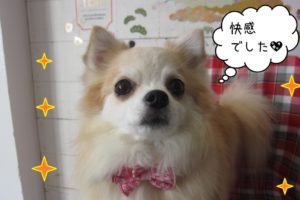 おすましチワワ