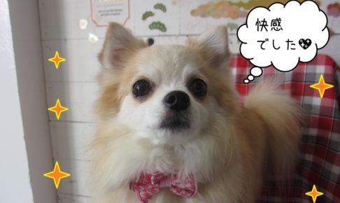 おすましチワワ