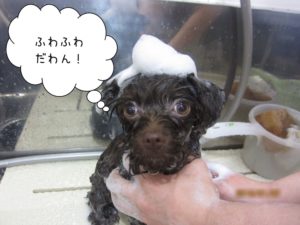 シャンプー中ミックス