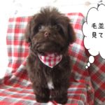 おすましミックス