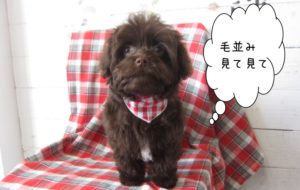 おすましミックス