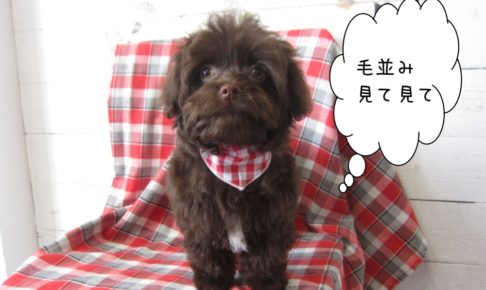 おすましミックス