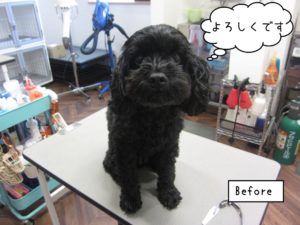 カット前ミックス