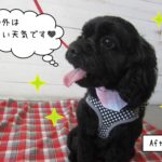 いい天気ミックス