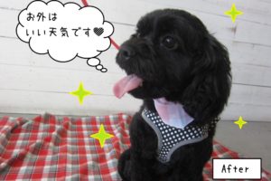 いい天気ミックス